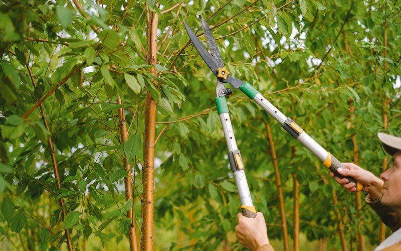 Tree trimming in Dodge, WI